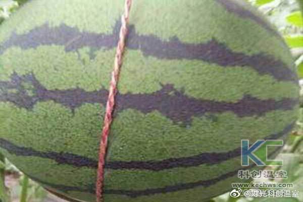 無(wú)土栽培，無(wú)土栽培技術(shù)，無(wú)土栽培設備