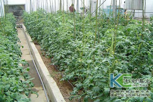 無(wú)土栽培，無(wú)土栽培技術(shù)，無(wú)土栽培設備