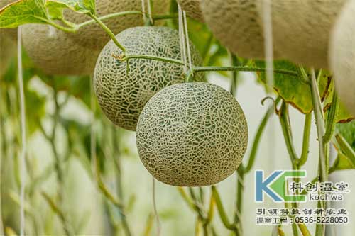 無(wú)土栽培，無(wú)土栽培技術(shù)，無(wú)土栽培設備