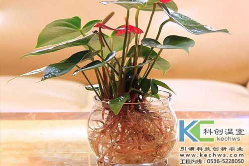 無(wú)土栽培，無(wú)土栽培技術(shù)，無(wú)土栽培設備