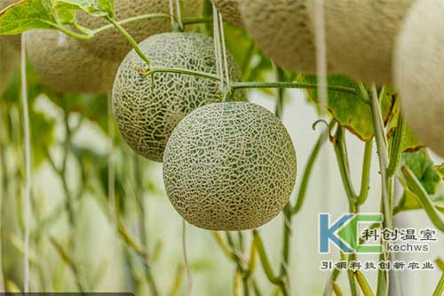 無(wú)土栽培，無(wú)土栽培技術(shù)，無(wú)土栽培設備