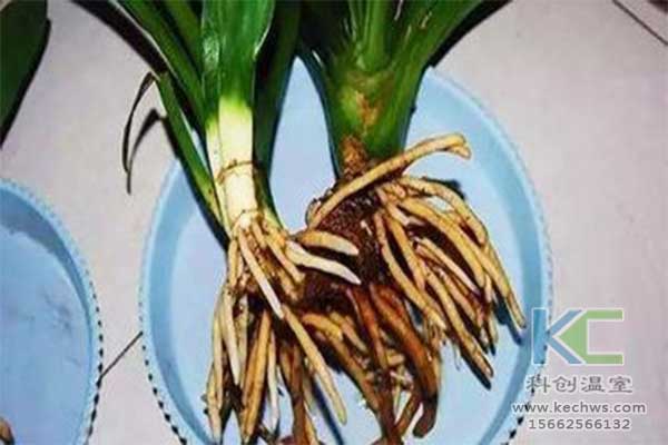 無(wú)土栽培，無(wú)土栽培技術(shù)