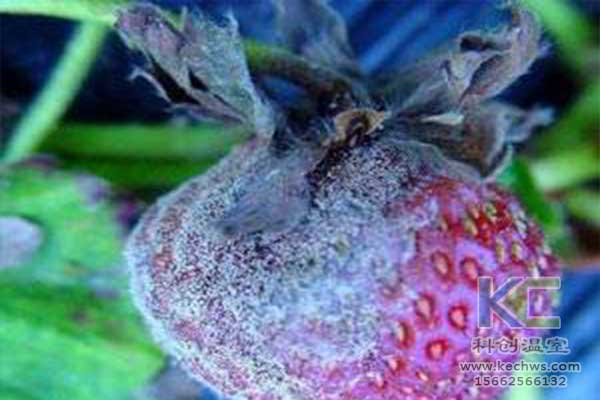 無(wú)土栽培，無(wú)土栽培技術(shù)，無(wú)土栽培設備