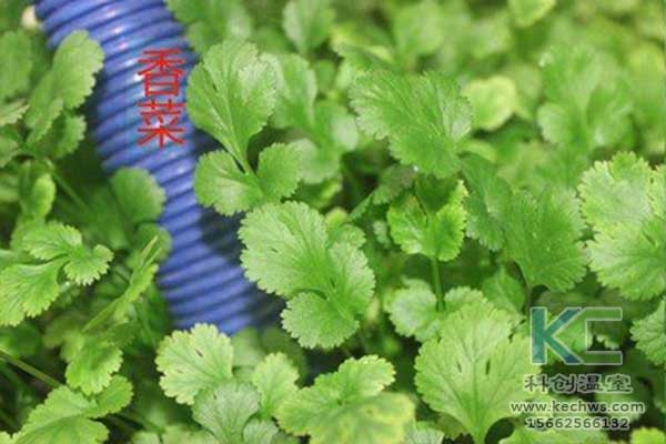無(wú)土栽培，無(wú)土栽培技術(shù)，無(wú)土栽培設備