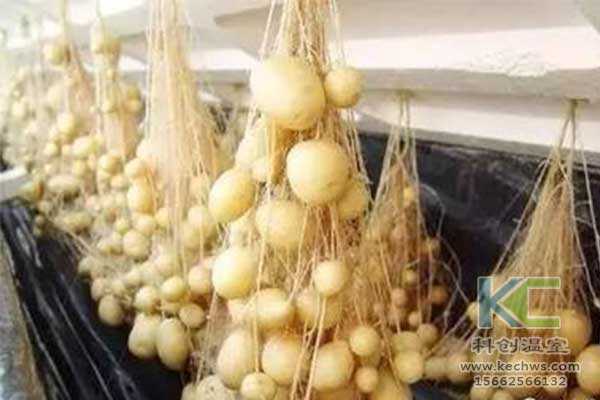 無(wú)土栽培，無(wú)土栽培技術(shù)，無(wú)土栽培設備