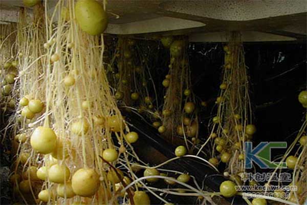 無(wú)土栽培，無(wú)土栽培技術(shù)，無(wú)土栽培設備