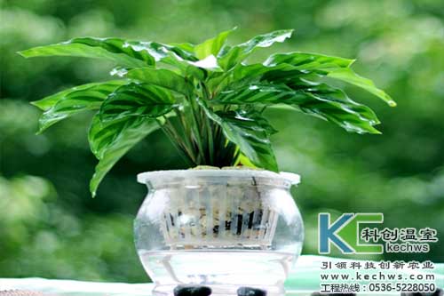 無(wú)土栽培，無(wú)土栽培技術(shù)，無(wú)土栽培設備