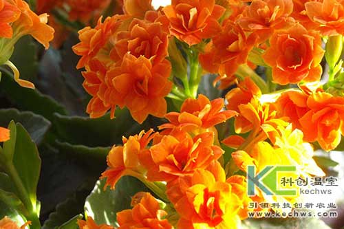 無(wú)土栽培,長(cháng)壽花,無(wú)土栽培技術(shù)
