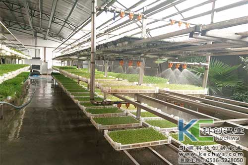 芽苗菜,無(wú)土栽培,植物工廠(chǎng)
