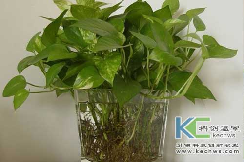 無(wú)土栽培，無(wú)土栽培技術(shù)，無(wú)土栽培設備