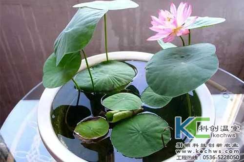 無(wú)土栽培，無(wú)土栽培技術(shù)，無(wú)土栽培設備