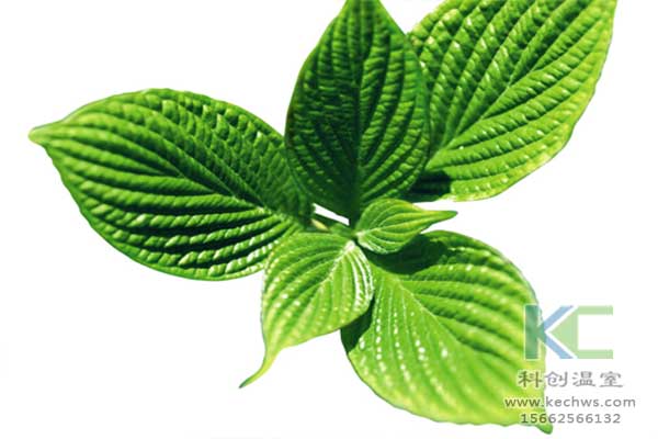 無(wú)土栽培，無(wú)土栽培技術(shù)，無(wú)土栽培設備