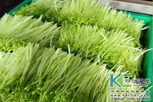 無(wú)土栽培，無(wú)土栽培技術(shù)，無(wú)土栽培設備