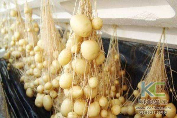 無(wú)土栽培，無(wú)土栽培技術(shù)，無(wú)土栽培設備
