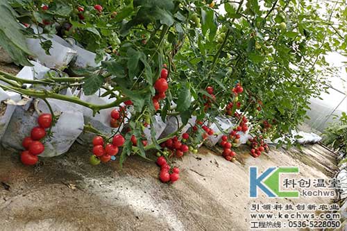 無(wú)土栽培，無(wú)土栽培技術(shù)，無(wú)土栽培設備