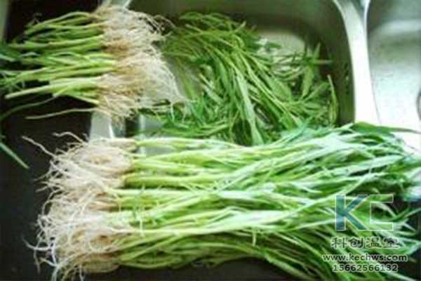 無(wú)土栽培，無(wú)土栽培技術(shù)，無(wú)土栽培設備