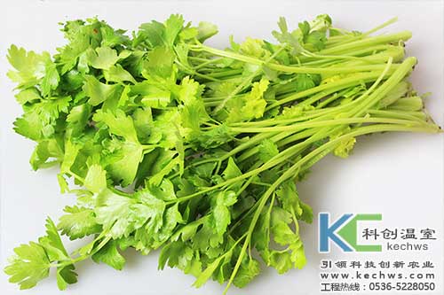 無(wú)土栽培，無(wú)土栽培技術(shù)，無(wú)土栽培設備