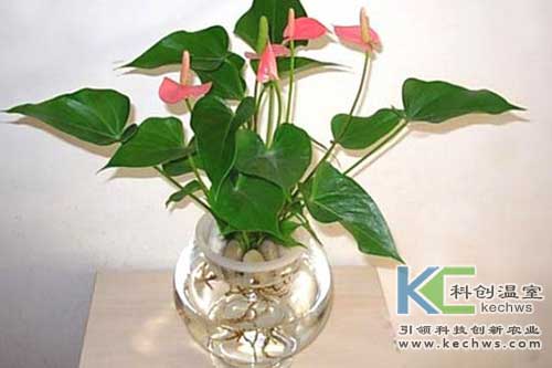 無(wú)土栽培，無(wú)土栽培技術(shù)，無(wú)土栽培設備