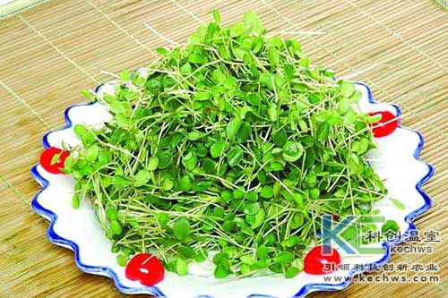 無(wú)土栽培，無(wú)土栽培技術(shù)，無(wú)土栽培設備