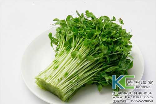 無(wú)土栽培，無(wú)土栽培技術(shù)，無(wú)土栽培設備
