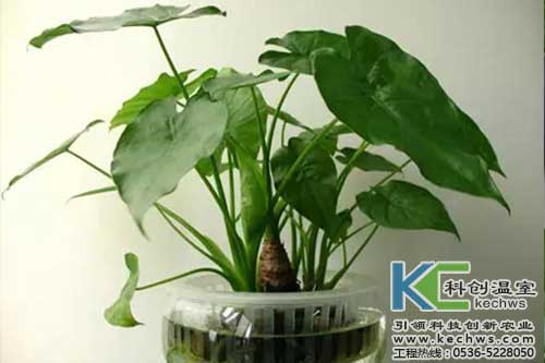 無(wú)土栽培，無(wú)土栽培技術(shù)，無(wú)土栽培設備