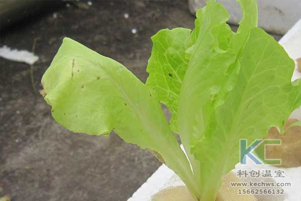 無(wú)土栽培，無(wú)土栽培技術(shù)，無(wú)土栽培設備