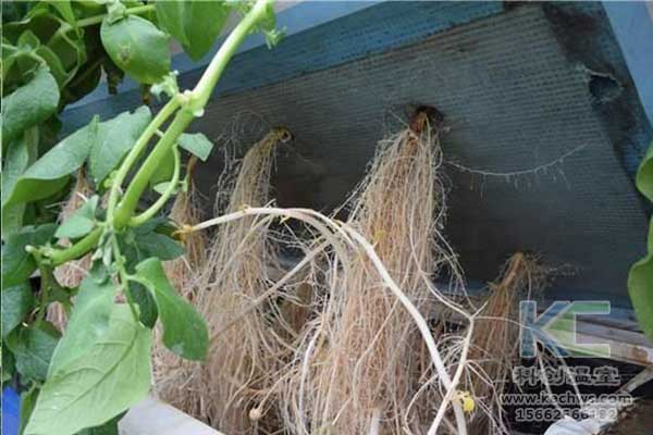 無(wú)土栽培，無(wú)土栽培技術(shù)，無(wú)土栽培設備