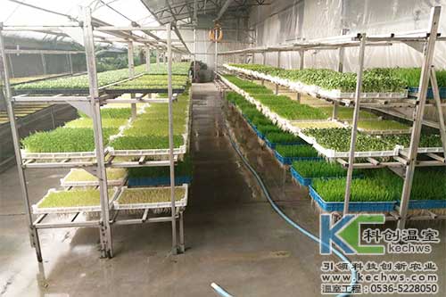 芽苗菜,無(wú)土栽培,植物工廠(chǎng)