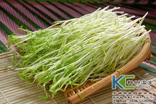 無(wú)土栽培，無(wú)土栽培技術(shù)，無(wú)土栽培設備