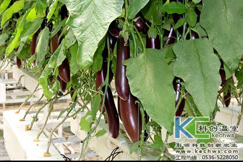 無(wú)土栽培，無(wú)土栽培技術(shù)，無(wú)土栽培設備