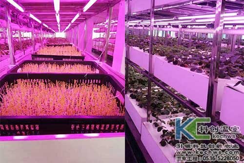 植物工廠(chǎng),無(wú)土栽培