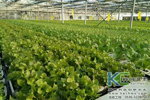 山西,植物工廠(chǎng),無(wú)土栽培