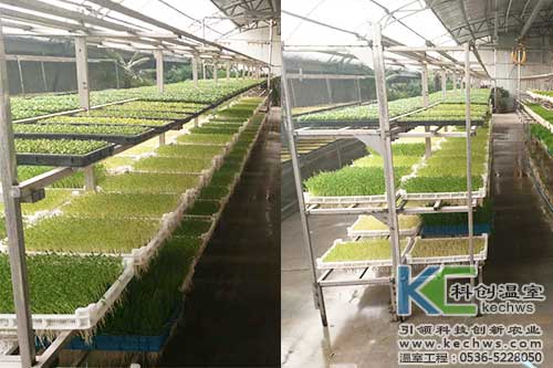 芽苗菜,無(wú)土栽培,植物工廠(chǎng)