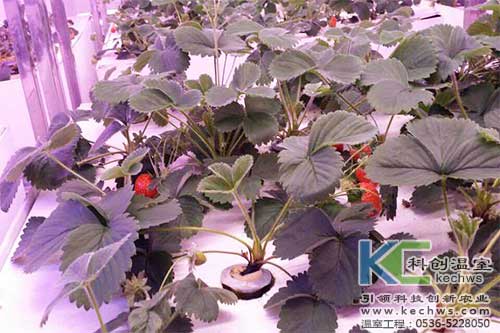 植物工廠(chǎng),無(wú)土栽培