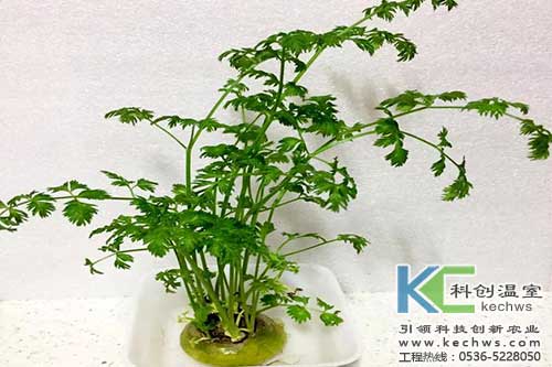 無(wú)土栽培，無(wú)土栽培技術(shù)，無(wú)土栽培設備