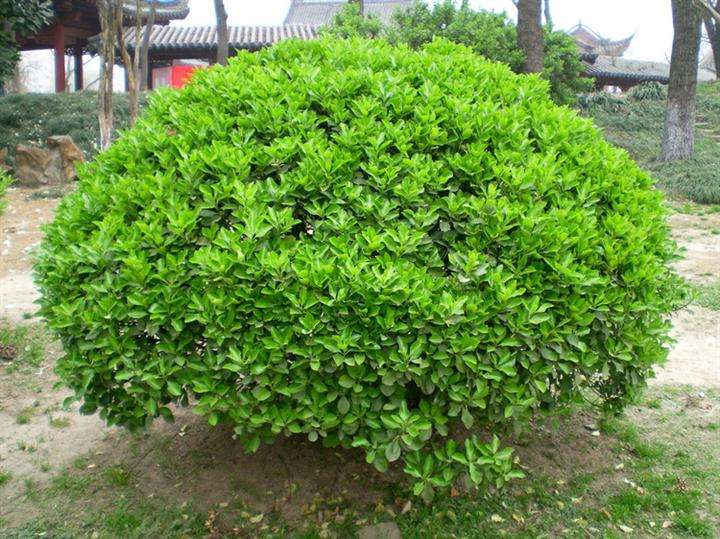 無(wú)土栽培，無(wú)土栽培技術(shù)，無(wú)土栽培設備