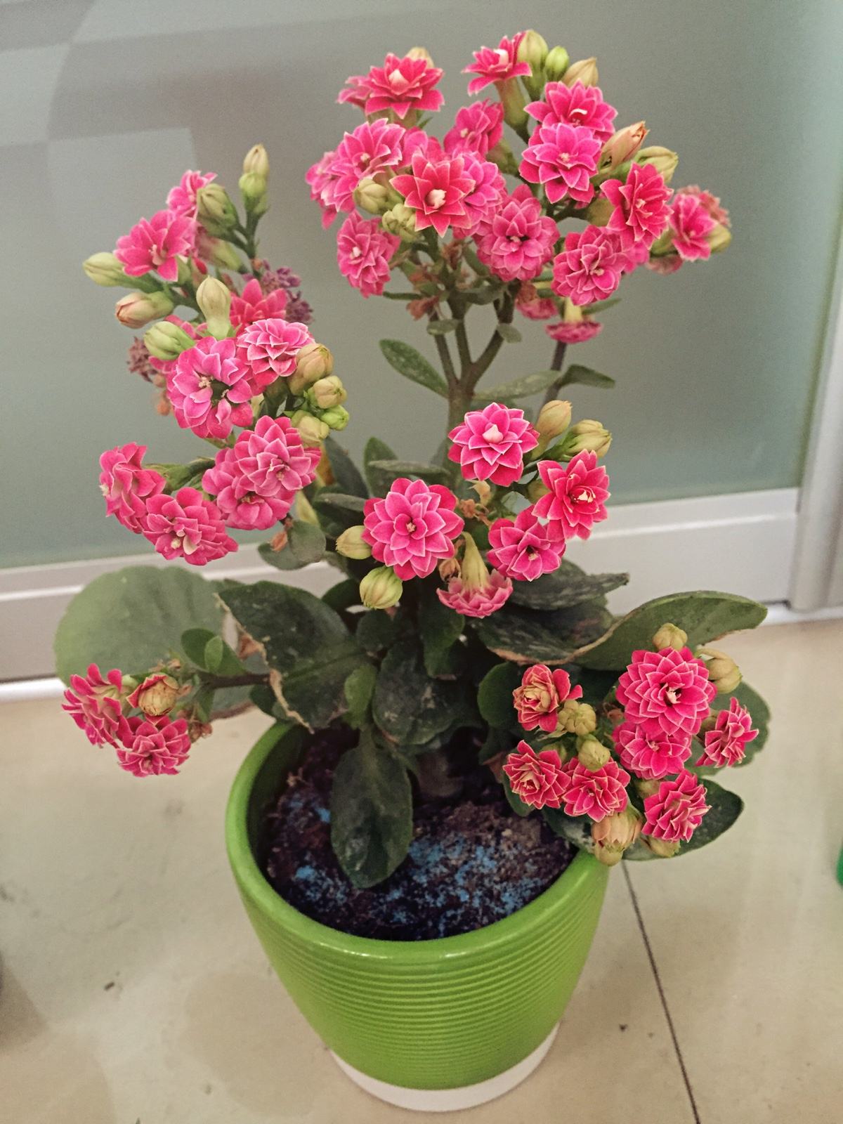 無(wú)土栽培,長(cháng)壽花,無(wú)土栽培技術(shù)