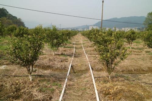 無(wú)土栽培，無(wú)土栽培技術(shù)，無(wú)土栽培設備
