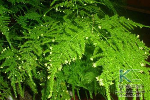 無(wú)土栽培，無(wú)土栽培技術(shù)，無(wú)土栽培設備
