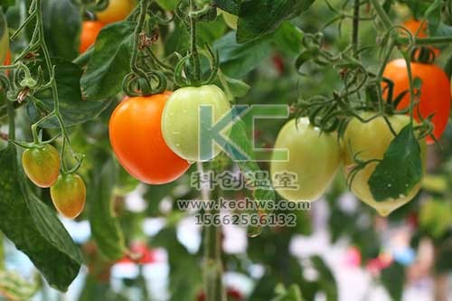 無(wú)土栽培，無(wú)土栽培技術(shù)，無(wú)土栽培設備