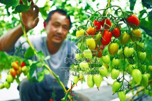 無(wú)土栽培，無(wú)土栽培技術(shù)，無(wú)土栽培設備