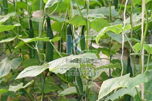 無(wú)土栽培，無(wú)土栽培技術(shù)，無(wú)土栽培設備