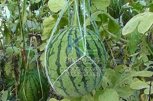 無(wú)土栽培，無(wú)土栽培技術(shù)，無(wú)土栽培設備