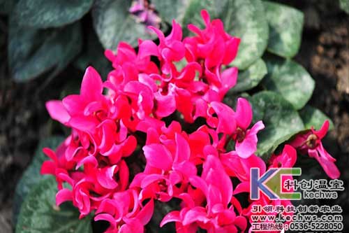 無(wú)土栽培，無(wú)土栽培技術(shù)，無(wú)土栽培設備